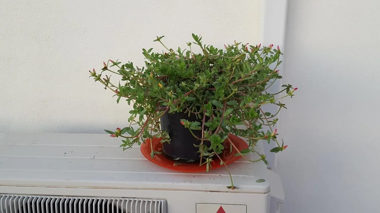 3 Bed Apartment To Rent In Mojacar, Spain.